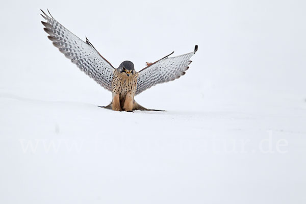 Turmfalke (Falco tinnunculus)