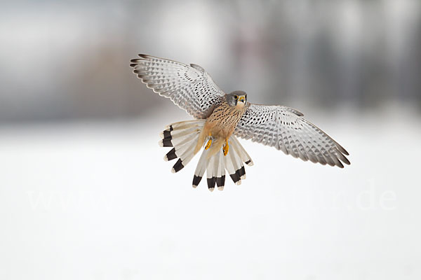 Turmfalke (Falco tinnunculus)