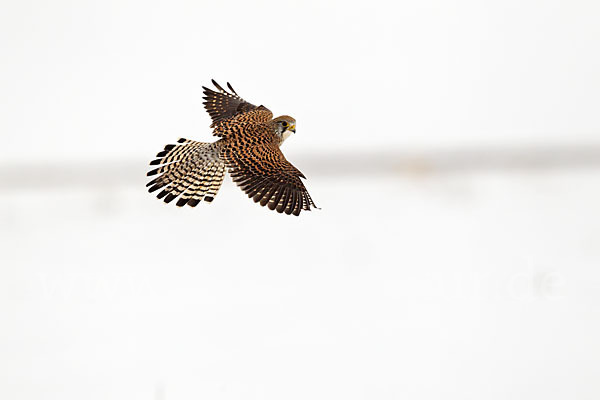 Turmfalke (Falco tinnunculus)