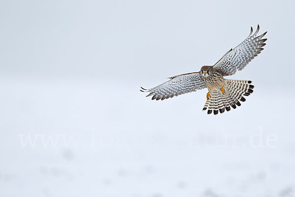 Turmfalke (Falco tinnunculus)