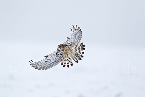 Turmfalke (Falco tinnunculus)