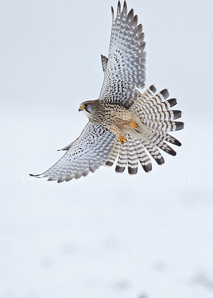 Turmfalke (Falco tinnunculus)