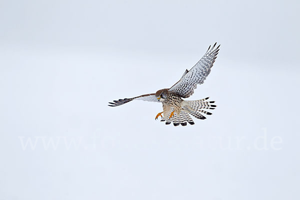 Turmfalke (Falco tinnunculus)