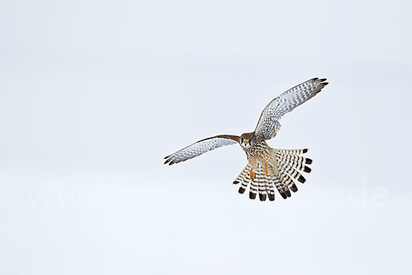 Turmfalke (Falco tinnunculus)