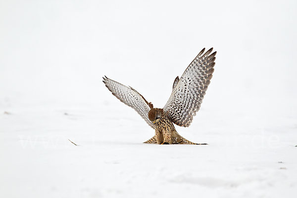 Turmfalke (Falco tinnunculus)