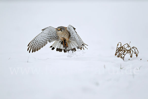 Turmfalke (Falco tinnunculus)