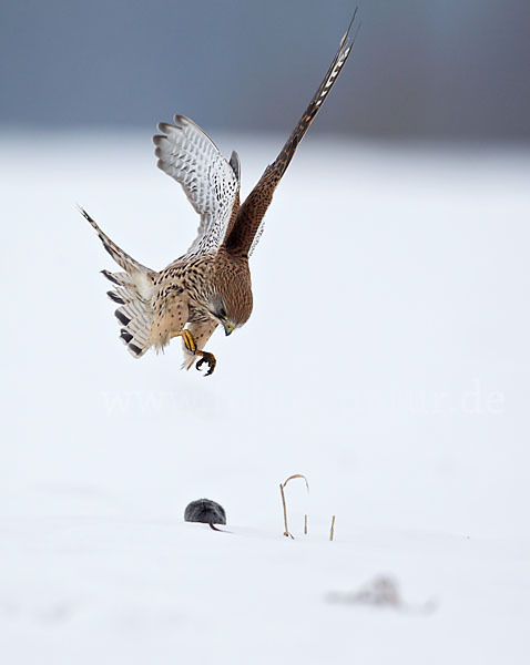 Turmfalke (Falco tinnunculus)