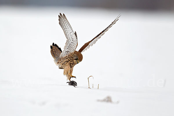 Turmfalke (Falco tinnunculus)