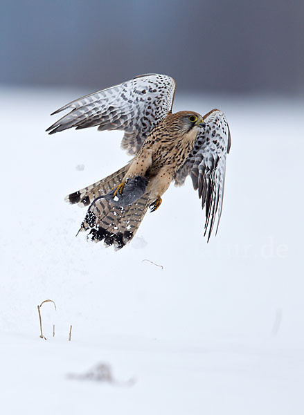 Turmfalke (Falco tinnunculus)