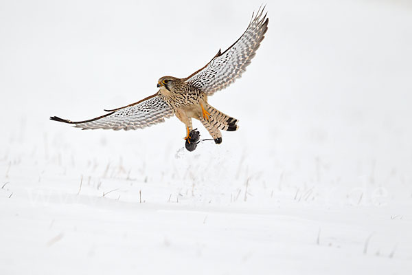 Turmfalke (Falco tinnunculus)