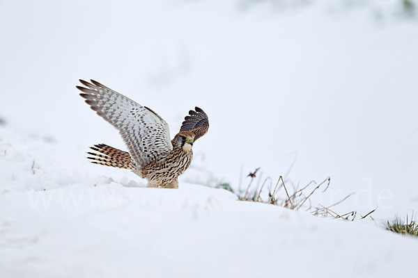 Turmfalke (Falco tinnunculus)