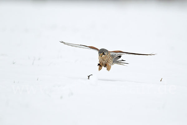 Turmfalke (Falco tinnunculus)