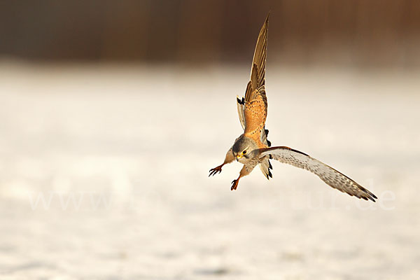 Turmfalke (Falco tinnunculus)