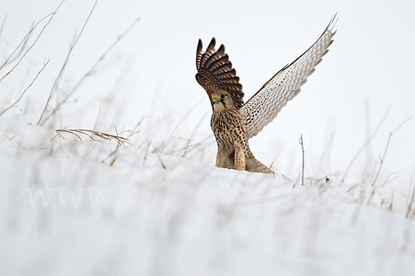 Turmfalke (Falco tinnunculus)