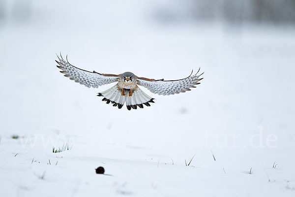 Turmfalke (Falco tinnunculus)