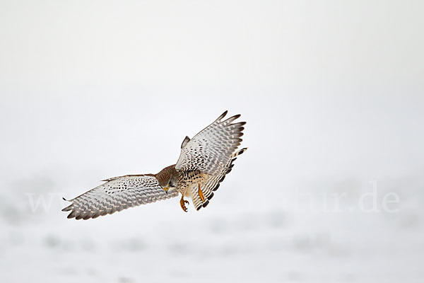 Turmfalke (Falco tinnunculus)