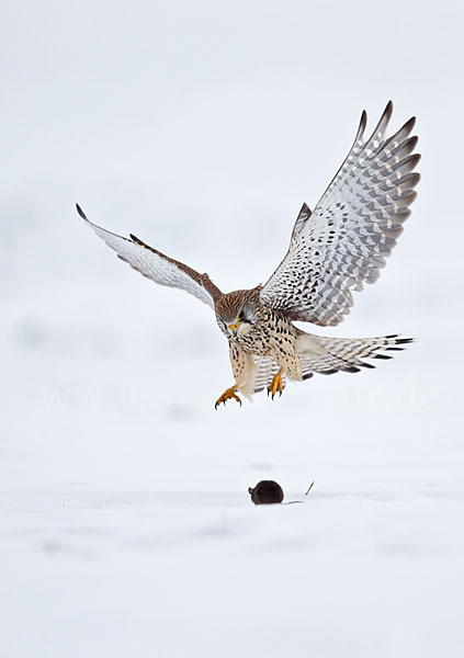 Turmfalke (Falco tinnunculus)