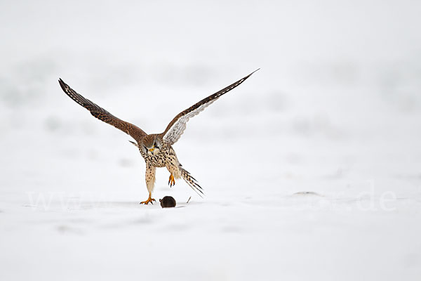 Turmfalke (Falco tinnunculus)