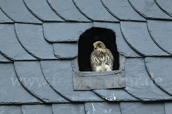 Turmfalke (Falco tinnunculus)