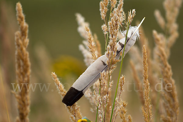 Turmfalke (Falco tinnunculus)