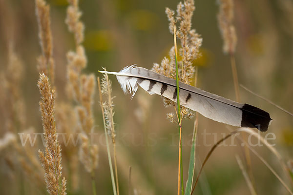 Turmfalke (Falco tinnunculus)