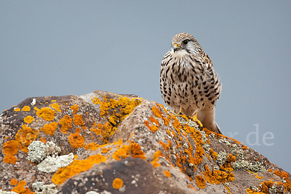 Turmfalke (Falco tinnunculus)