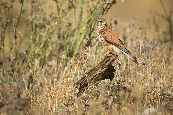 Turmfalke (Falco tinnunculus)