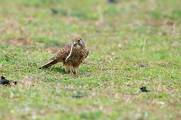 Turmfalke (Falco tinnunculus)