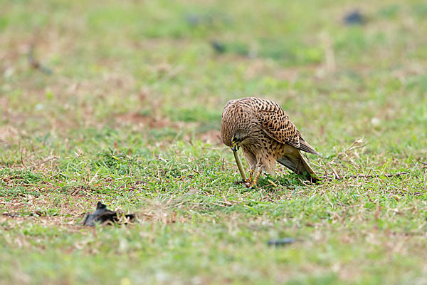 Turmfalke (Falco tinnunculus)