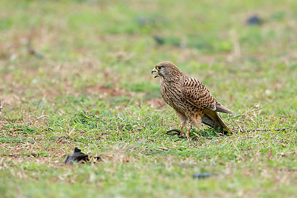 Turmfalke (Falco tinnunculus)