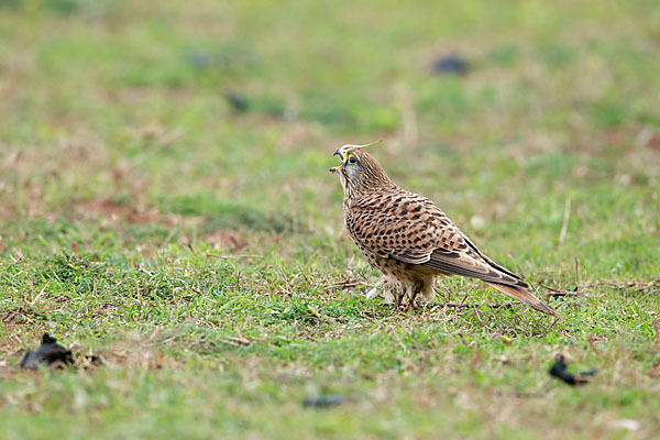 Turmfalke (Falco tinnunculus)