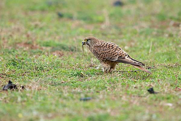 Turmfalke (Falco tinnunculus)