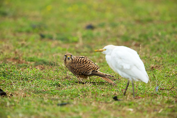 Turmfalke (Falco tinnunculus)