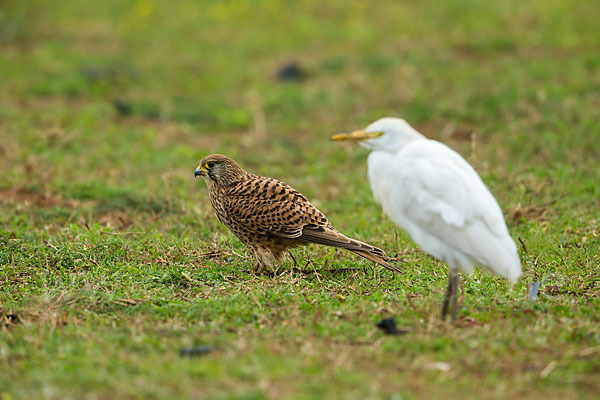 Turmfalke (Falco tinnunculus)