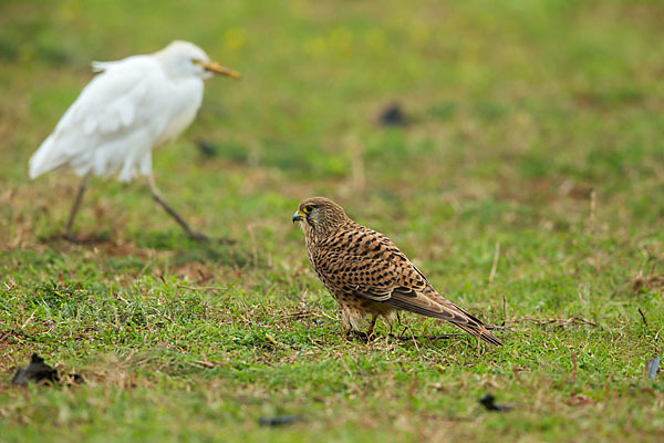 Turmfalke (Falco tinnunculus)