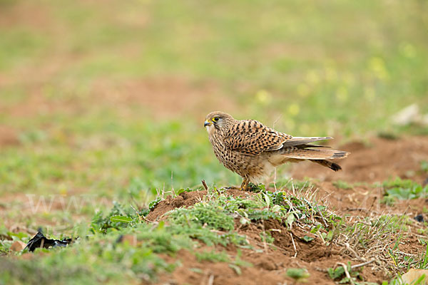 Turmfalke (Falco tinnunculus)