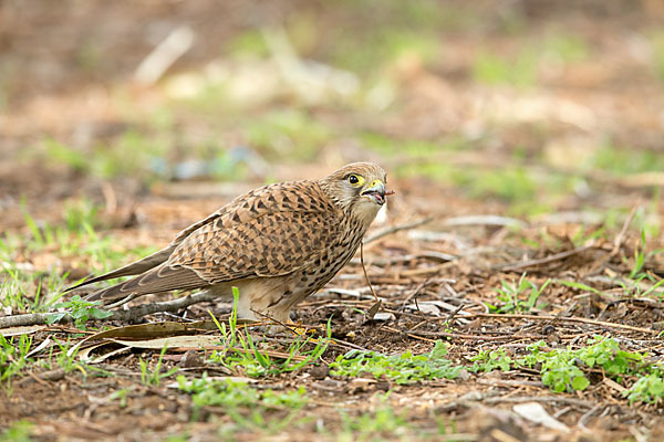 Turmfalke (Falco tinnunculus)