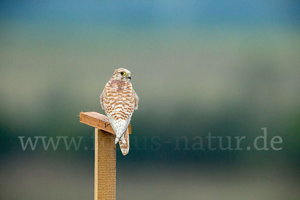 Turmfalke (Falco tinnunculus)