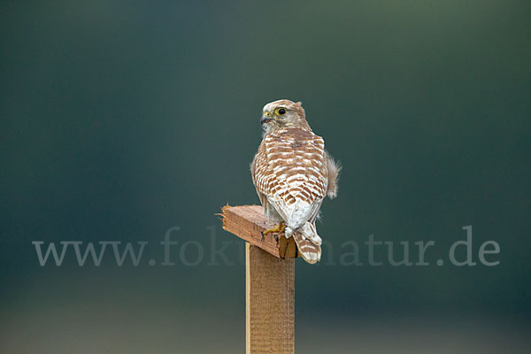 Turmfalke (Falco tinnunculus)