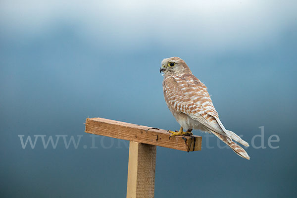 Turmfalke (Falco tinnunculus)