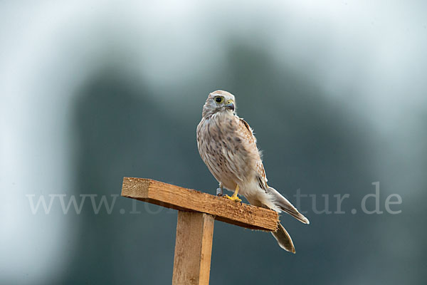 Turmfalke (Falco tinnunculus)