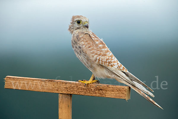 Turmfalke (Falco tinnunculus)