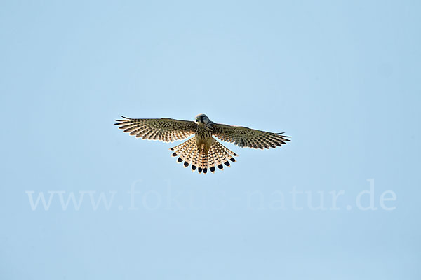 Turmfalke (Falco tinnunculus)