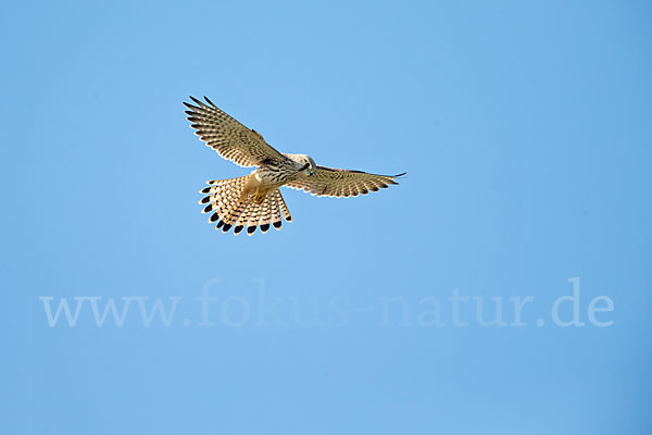 Turmfalke (Falco tinnunculus)