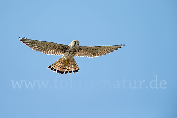 Turmfalke (Falco tinnunculus)