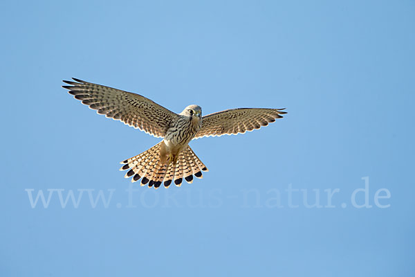 Turmfalke (Falco tinnunculus)