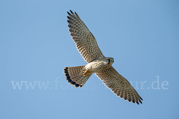 Turmfalke (Falco tinnunculus)