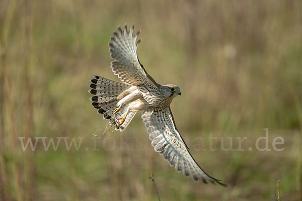 Turmfalke (Falco tinnunculus)