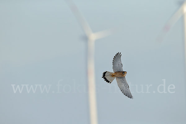 Turmfalke (Falco tinnunculus)