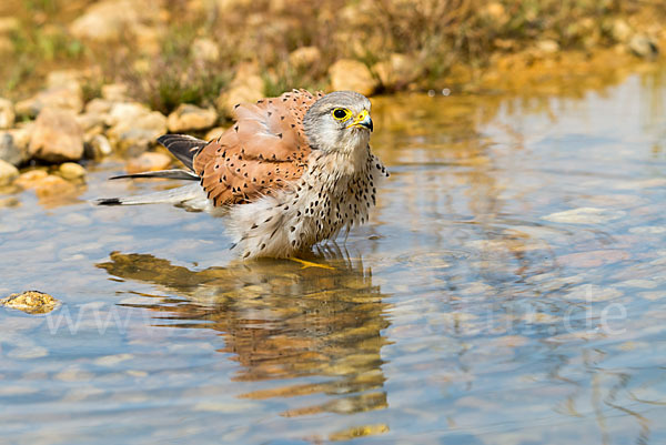 Turmfalke (Falco tinnunculus)